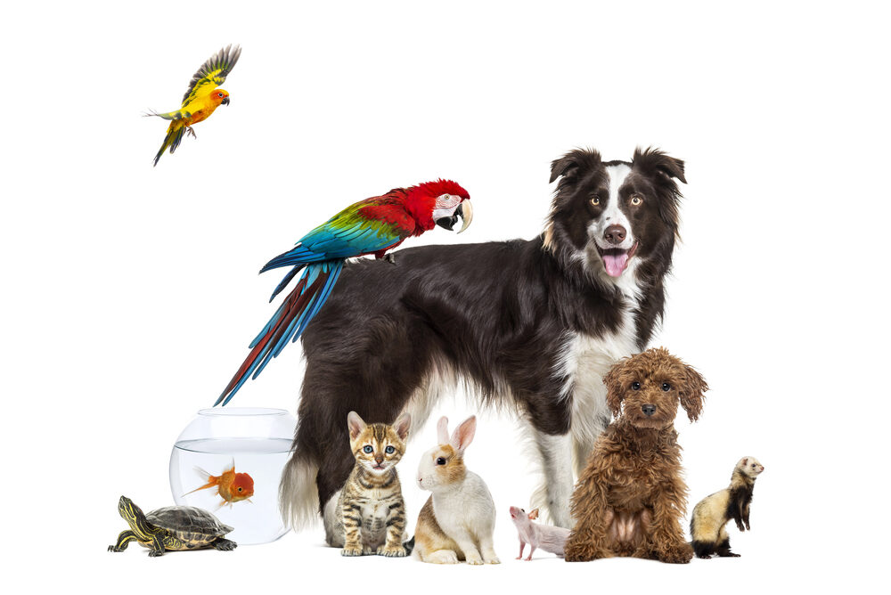 Animali da compagnia