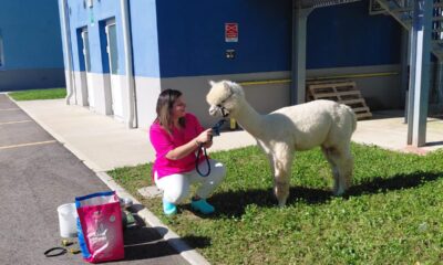 Uno degli alpaca alla RSA di Fontanafredda