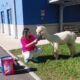 Uno degli alpaca alla RSA di Fontanafredda