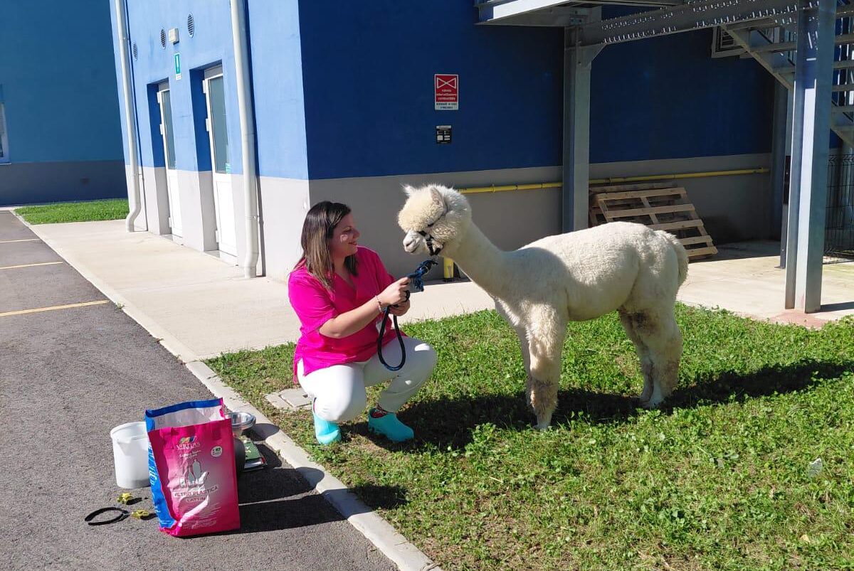 Uno degli alpaca alla RSA di Fontanafredda