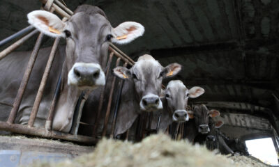 Allevamento di bovini