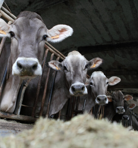 Allevamento di bovini