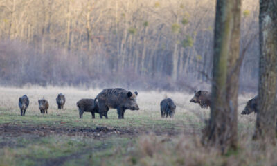 Cinghiali - Bracconaggio a Corno di Rosazzo