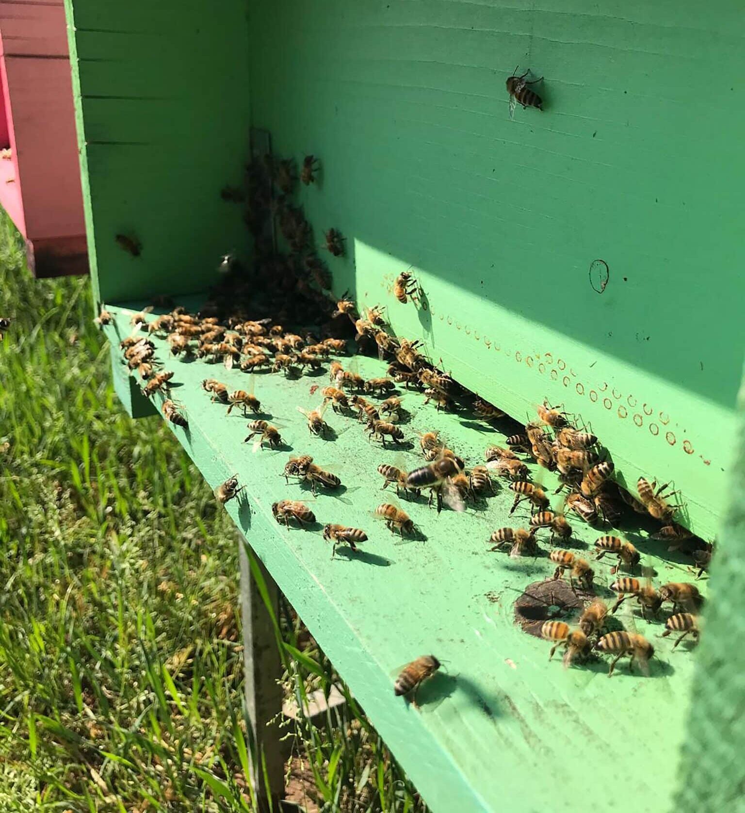 Consorzio apistico Udine