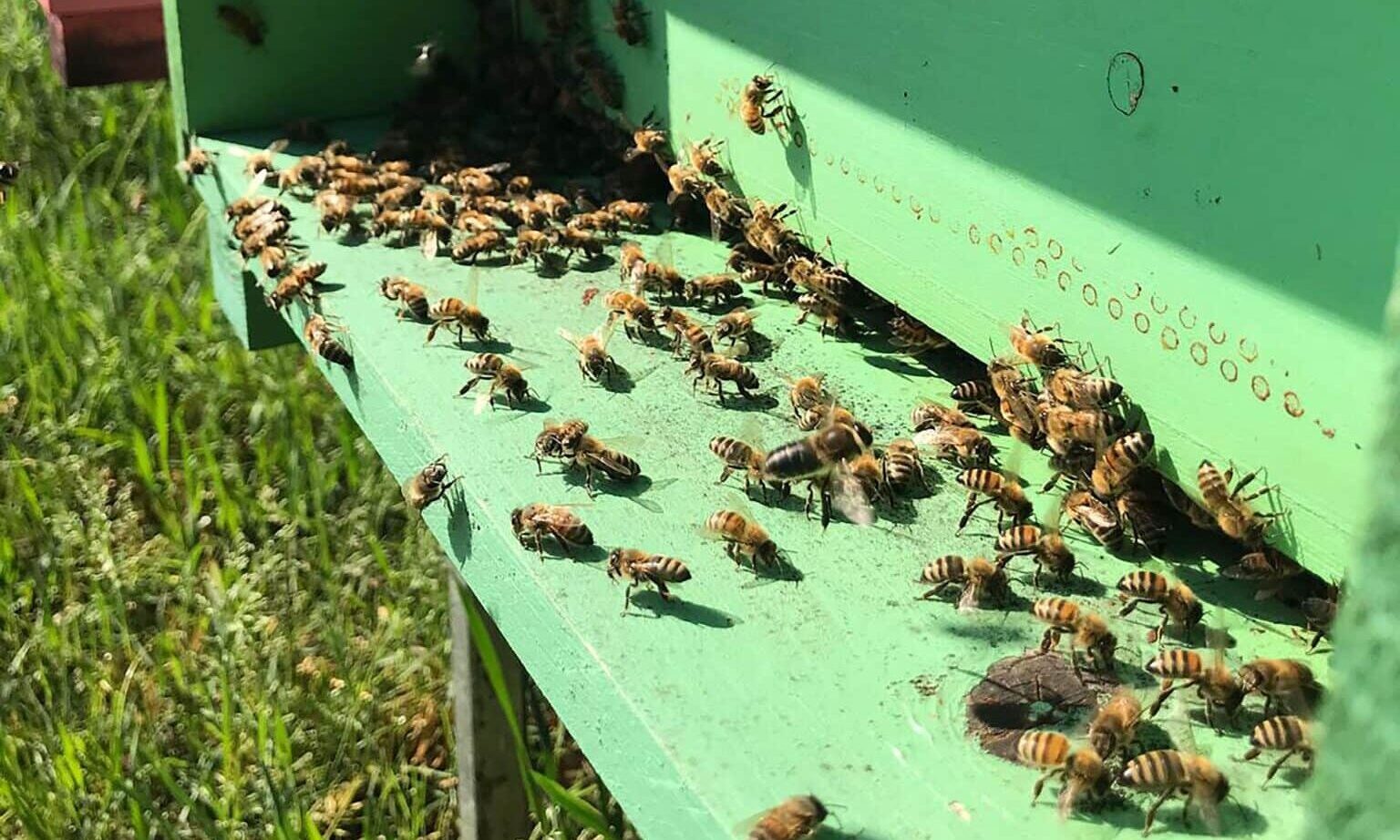 Consorzio apistico Udine