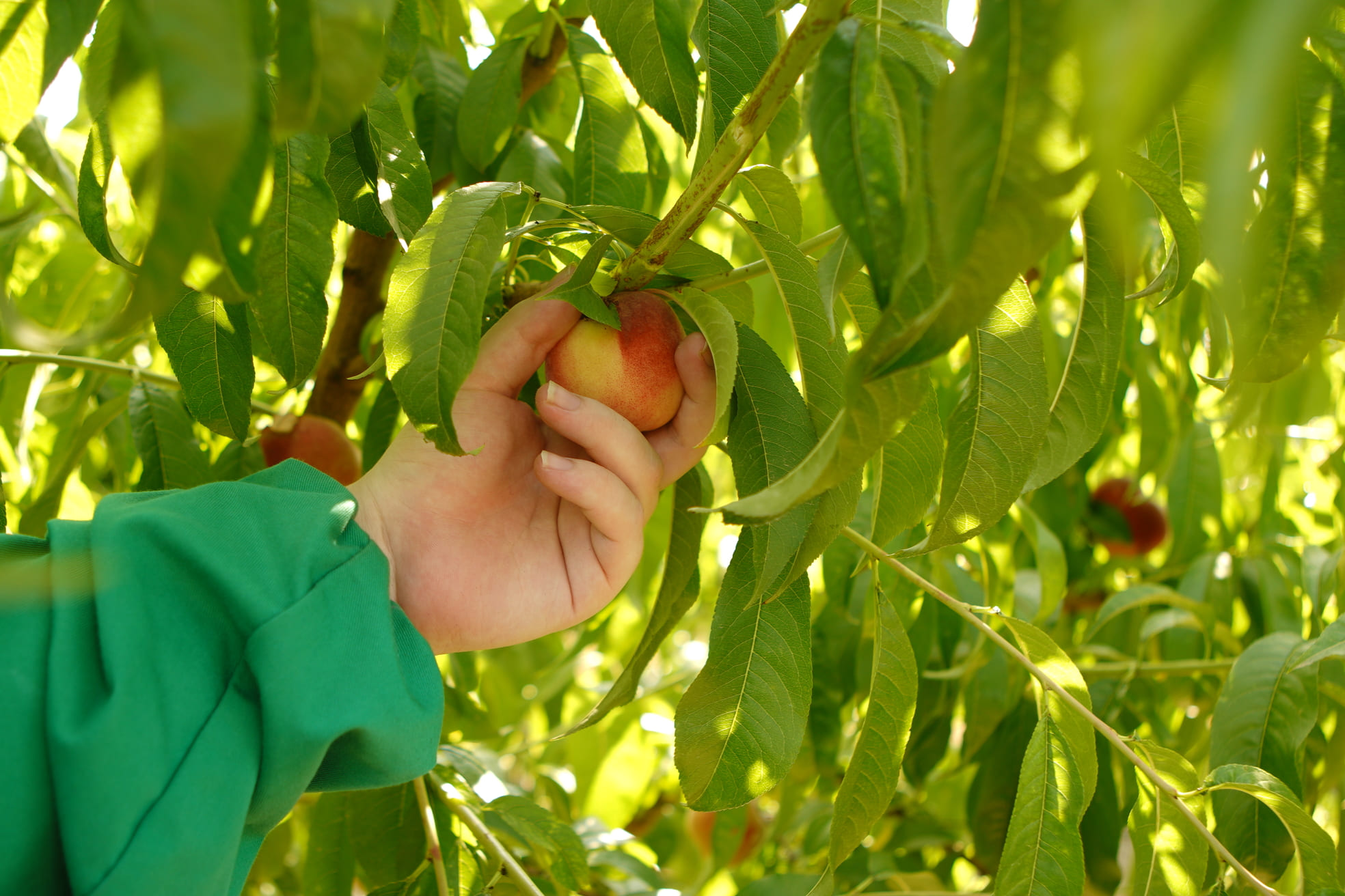 pesca friulana a Fiumicello