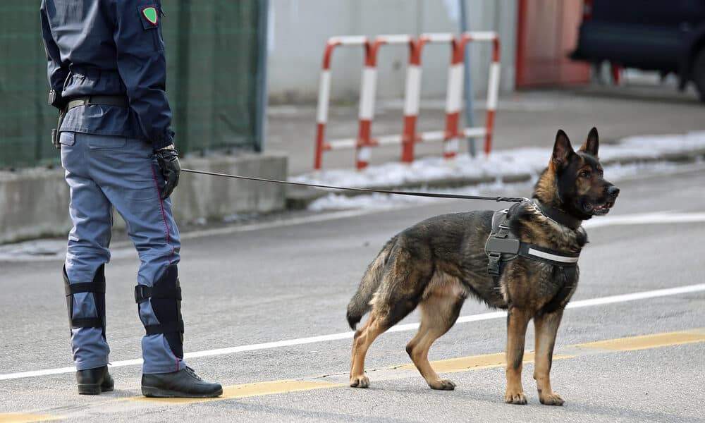 Unità cinofila - Ispezione antidroga allo IAL di Aviano