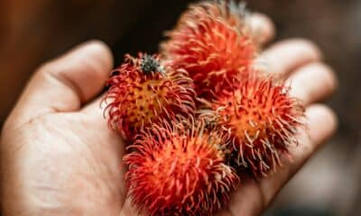 Rambutan