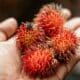 Rambutan