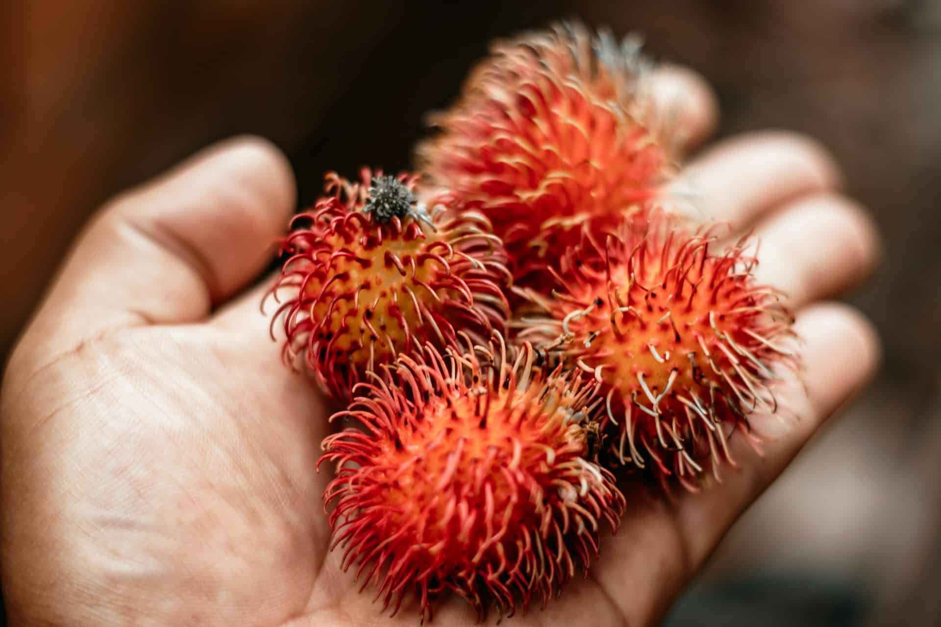 Rambutan