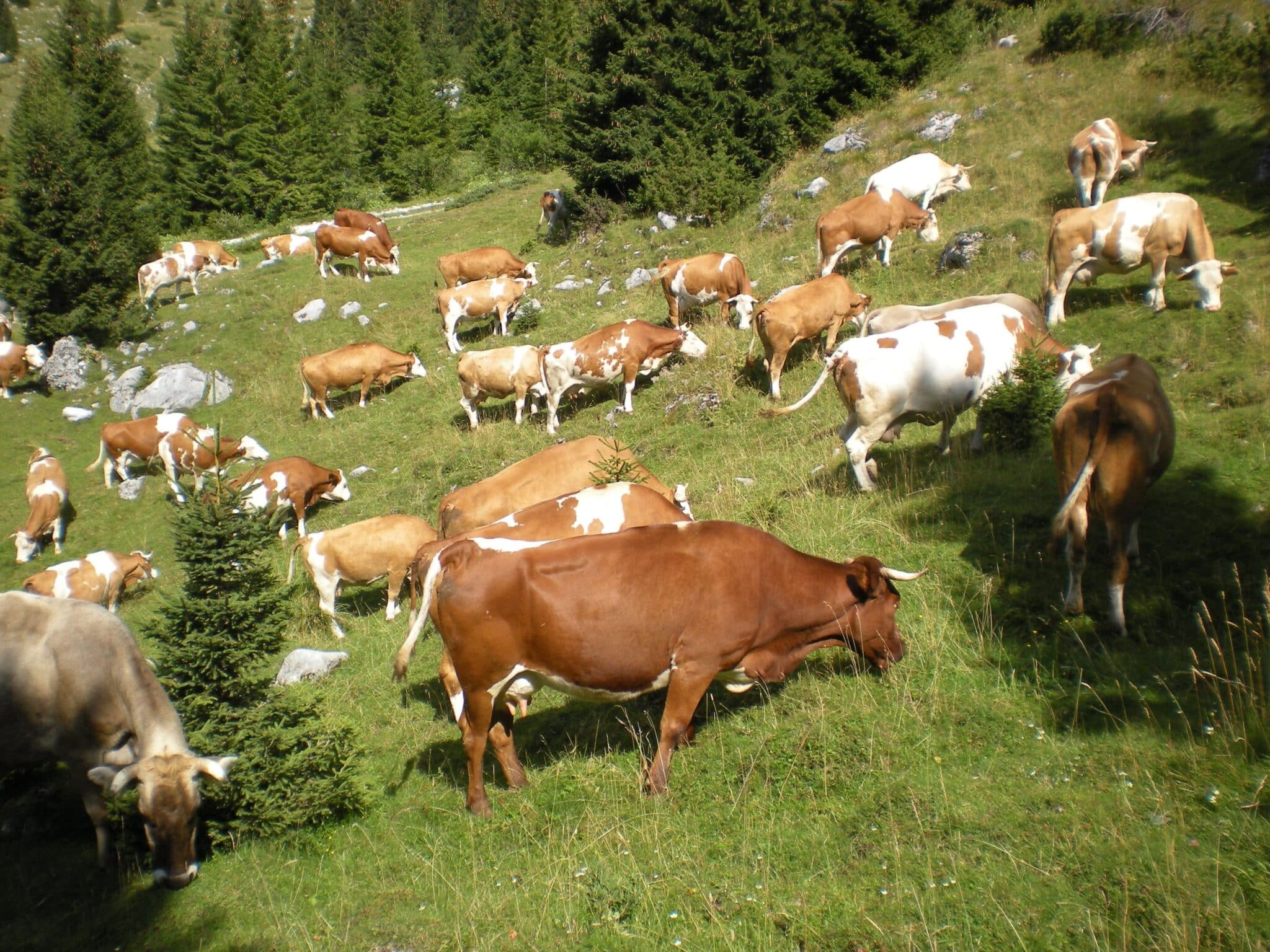 Pezzata Rossa Italiana al pascolo