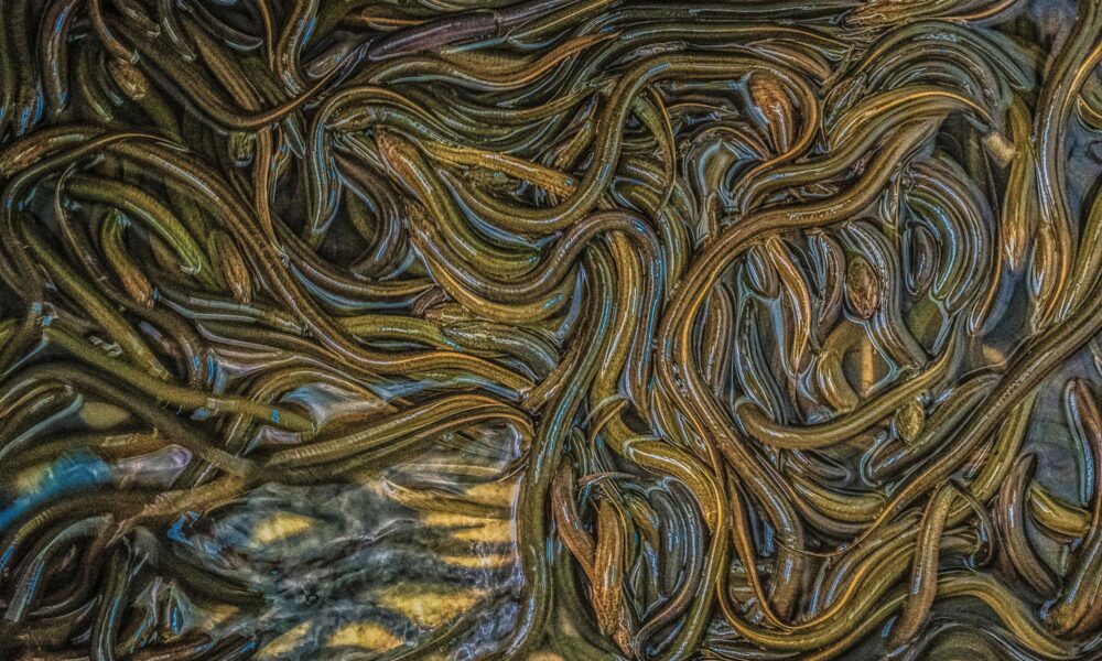 Anguille - bracconaggio anguille