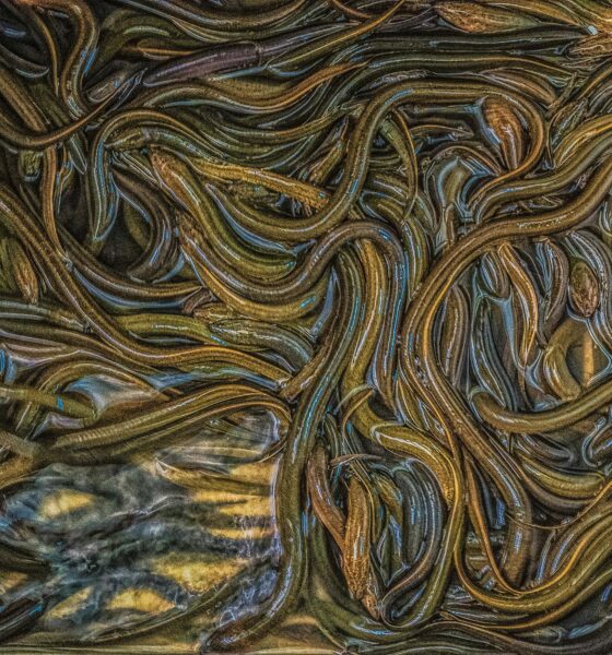 Anguille - bracconaggio anguille