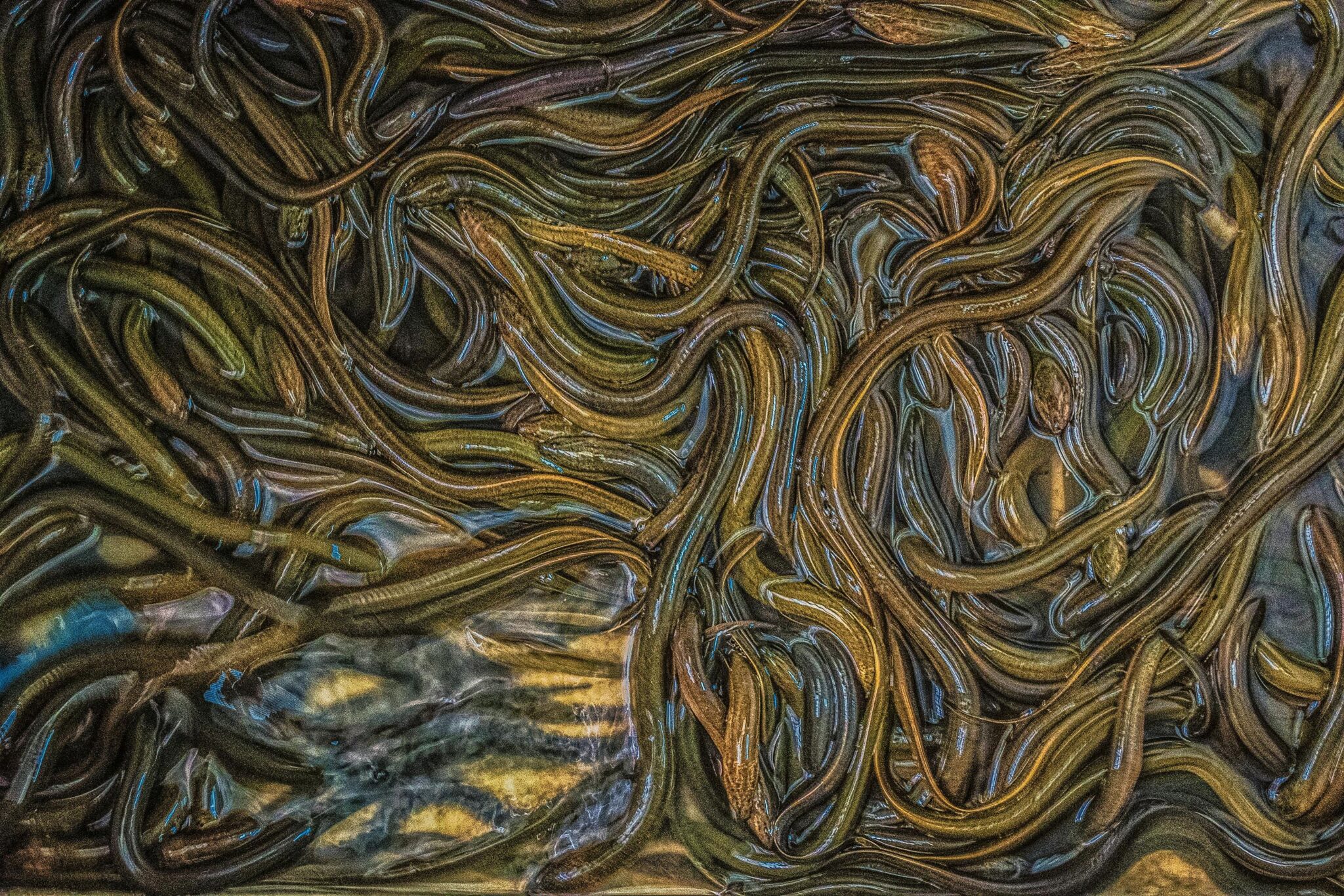 Anguille - bracconaggio anguille