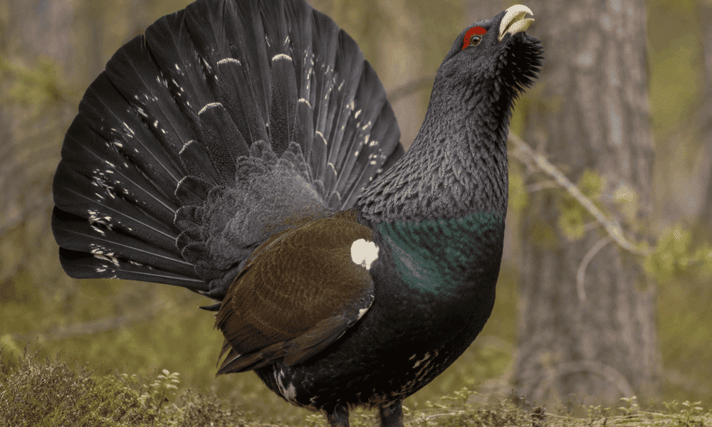 Gallo cedrone