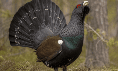 Gallo cedrone