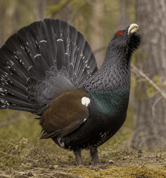 Gallo cedrone