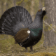 Gallo cedrone