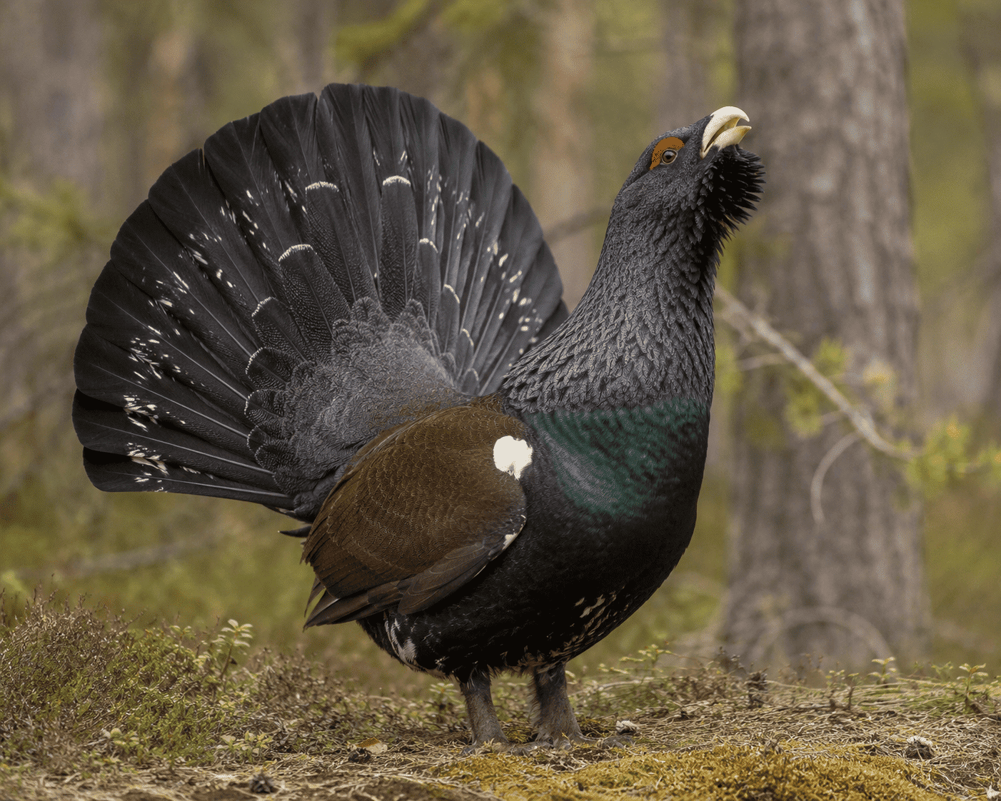 Gallo cedrone