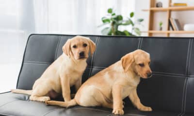 Cuccioli in casa - Cani rubati Trieste