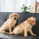 Cuccioli in casa - Cani rubati Trieste