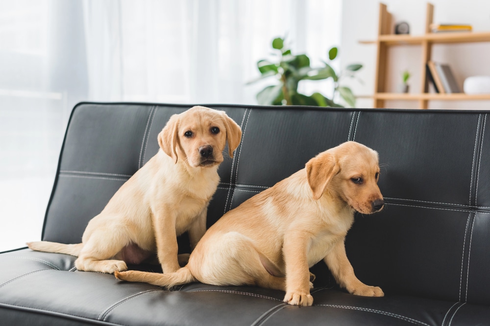 Cuccioli in casa - Cani rubati Trieste