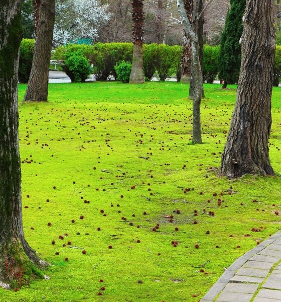 Spazio verde urbano - Da Regione FVG bando da 1,5 milioni