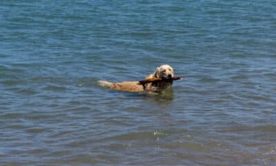 Cane al mare - Bau Beach di Barcola