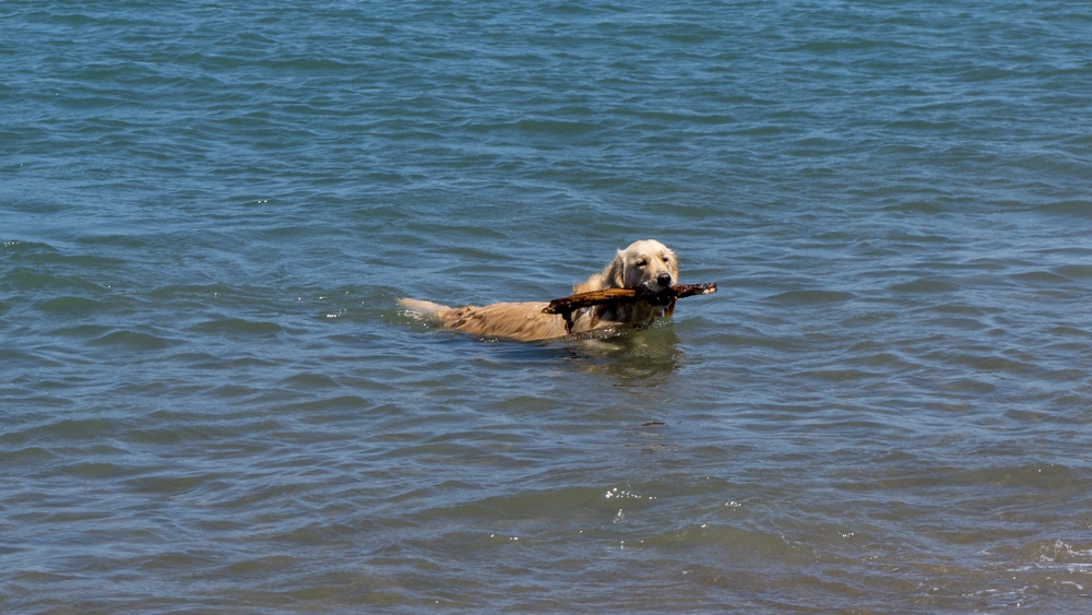 Cane al mare - Bau Beach di Barcola