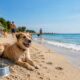 Cane in spiaggia - Dove andare in Friuli-Venezia Giulia