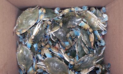 Granchi blu