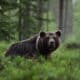 Orso