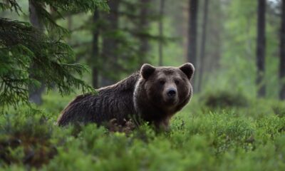 Orso