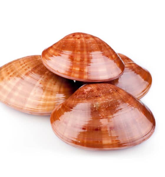 Fasolari