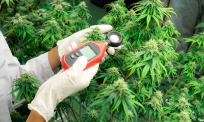 Pianta di cannabis