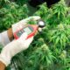 Pianta di cannabis