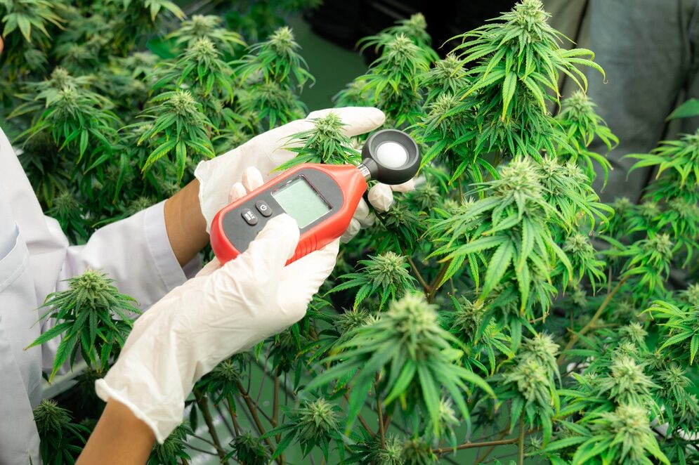 Pianta di cannabis
