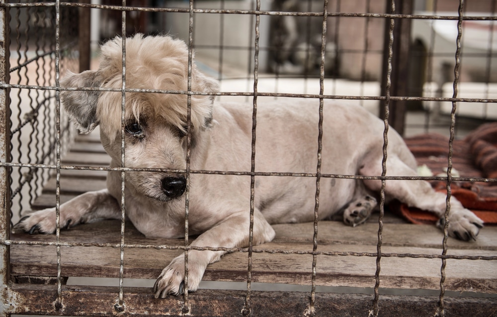 Cane maltrattato
