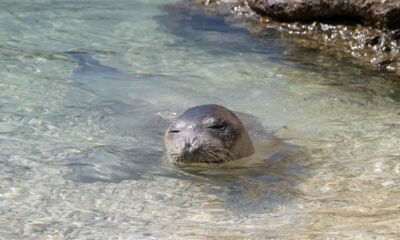 Foca monaca mediterranea