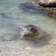 Foca monaca mediterranea
