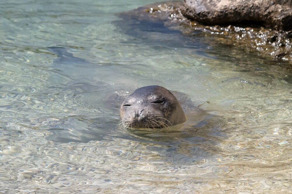 Foca monaca mediterranea