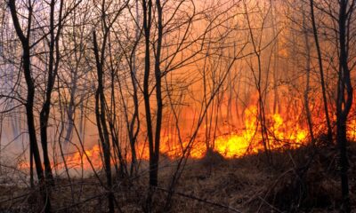 Incendio boschivo - Incendio a Padriciano