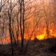 Incendio boschivo - Incendio a Padriciano
