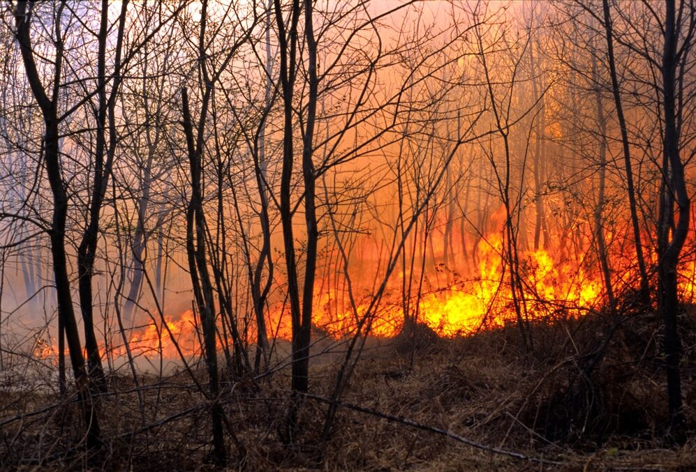 Incendio boschivo - Incendio a Padriciano