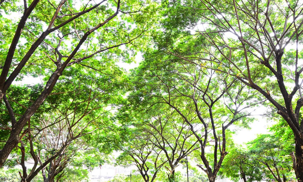 Alberi in ambiente cittadino