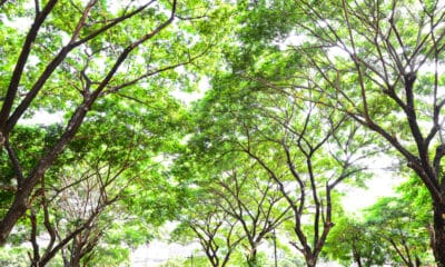 Alberi in ambiente cittadino