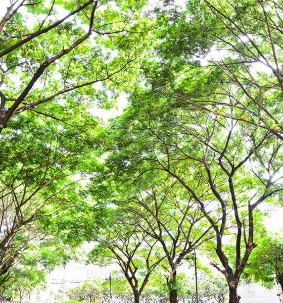 Alberi in ambiente cittadino