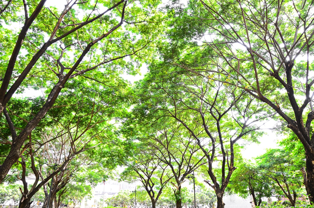 Alberi in ambiente cittadino