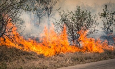 Incendio boschivo