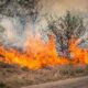 Incendio boschivo